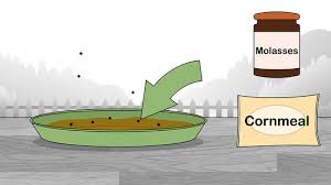 The idea of flooding your entire yard may sound daunting. How To Get Rid Of Flies Outside 15 Steps With Pictures