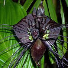 What is the rarest color of flower? Pin On Orchid Photo