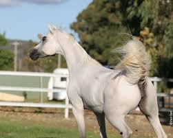 Enter Westfield Park Horses Beautiful Arabian Horses Arabian Horse