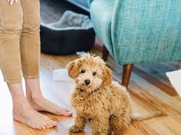 Doodle puppies for sale california. Mini Goldendoodle Puppies Breeder Minigoldendoodlepuppies Ca