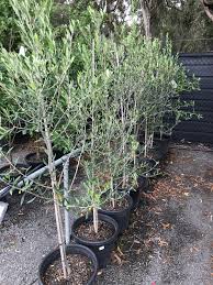 Buy Olive Tree Kalamata Online Plants By Baker