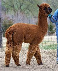 View homes for sale that are get information on foreclosure homes for rent, how to buy foreclosures in fort calhoun, ne and much more. Alpacas For Sale Red Granites Mr Blazen Hot Huacaya Jr Herdsire Male Unproven Nebraska Fort Calhoun