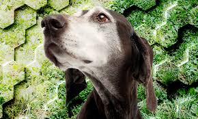 A pair of brothers who own a large ranch in montana are pitted against each other when one of them gets married. The Power Of Pattern Joyful Dog Joyful Dog