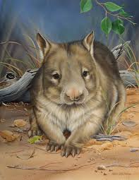 Image result for Northern hairy-nosed wombat
