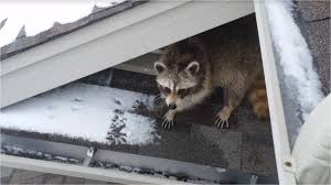 Exclusion is the considered the best way to get rid of raccoons. Why Getting Rid Of Raccoons With Ammonia Is A Bad Idea