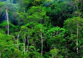 Gambar Hutan Hujan Tropis Di Indonesia Itulah Penjelasan Singkat Mengenai Pengertian Hutan Hujan Tropis Ciri Ciri Hutan Hujan T Gambar Hutan Hutan Hutan Hujan