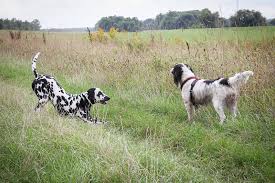 An electric wire installed underground and a receiver collar on the dog's neck make up an invisible fence. Pricing Guide How Much Does An Invisible Fence Cost Lawnstarter