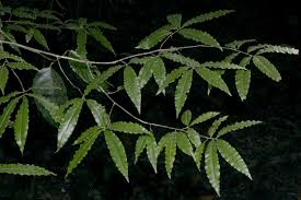 Image result for Ochna inermis