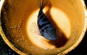 Maybe you would like to learn more about one of these? Convict Cichlid Ikan Kuat Dengan Fisik Hitam Belang