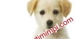 Check spelling or type a new query. Arti Mimpi Melihat Anjing