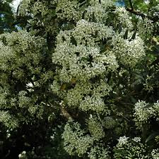 Image result for Pavetta uniflora