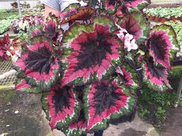 Her parents have arranged a marriage for her with someone she hasn't even met, and forced her to study how become a proper wife. Christmas Curl Harmony Begonias Plants Plant Life Begonia