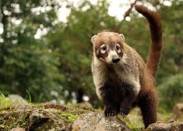 The latest tweets from cusumbo (@cusumbocolombia). Coati Tejon Cusumbo Cusumbosolo Cuchucho Guache Mipalo Pizote Animal Salvaje Silvestre Naturaleza Tierno Stock Photo Adobe Stock