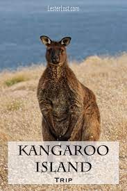 The Best Things To Do On Your Kangaroo Island Holidays Lesterlost Kangaroo Island Kangaroo Island Holidays