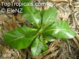 Image result for Barringtonia asiatica