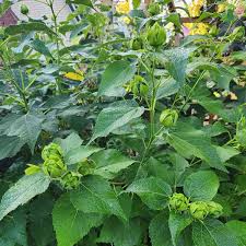 Image result for Hibiscus mechowii