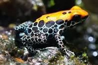 Image result for poisonous frogs colorful