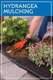 Don T Forget To Cover The Base Of Your Hydrangeas With Much Wood Chips Or Leaves For Protection From Colder Weat Hydrangea Garden Garden Care Garden Calendar