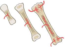 Maybe you would like to learn more about one of these? Human Biology Page 28 Ossification Of Long Bones No Labels Anatomytool