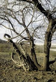 Image result for Momordica repens