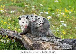 Possum Google Search Animals Possum Opossum