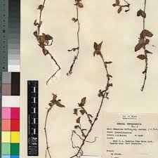 Image result for Aneilema dispermum