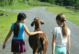 More images for traveling petting zoo new jersey » Petting Zoos Near Nyc Where Kids Can See Farm Animals Mommypoppins Things To Do In New York City With Kids
