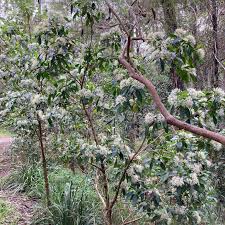 Image result for Pavetta sp. B