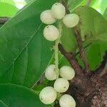 Image result for Antidesma venosum