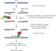 Image result for BRCA2