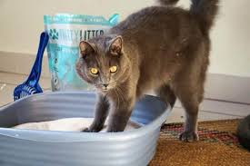 We did not find results for: Ultimate Honest Prettylitter Review The Health Monitoring Cat Litter