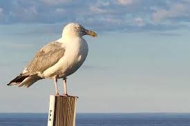 Image result for seagull