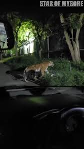Serial lights adorn Albert Victor Road ahead of Dasara. #mysuru  #mysurudasara2020 #mysore #starofmysore