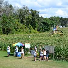 A Must Do! Scott's Corn Maze Adventure At Long and Scott Farms