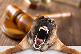 Can you sue for a dog bite. Can You Sue For A Dog Bite Philadelphia Dog Bite Lawyer