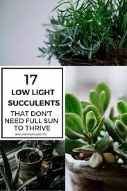 When kept in low light, be careful not to overwater as this can promote rot. 17 Stylish Low Light Succulents And Cacti For Growing Indoors