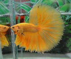 Complete List Of Most Beautiful Betta Fish In The World Tail Pattern Colors I Bet You Will Fall In Love With Them Which Betta Betta Fish Betta Fish Types