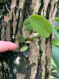 Image result for Disa eminii