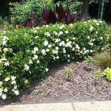 Image result for Gardenia