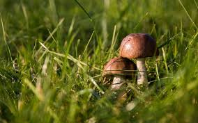 Les Champignons Ne Poussent Ils Qu En Automne Champignons Farcis Jardinage Bio Sologne