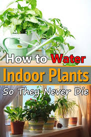 How To Water Indoor Plants So They Never Die Plants Inside Plants House Plants Indoor