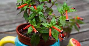 Maybe you would like to learn more about one of these? Cigar Plant Care Tips For Growing Cuphea Ignea Flowers