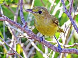 Image result for Triceratorhynchus viridiflorus