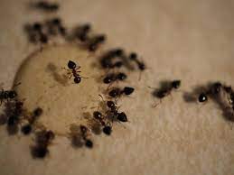 Be sure to ask and find out how long the chemicals are toxic. How To Get Rid Of Ants In The House And In Your Yard Hgtv