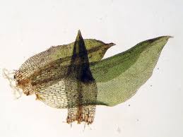 Image result for Emilia caespitosa