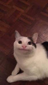 40 Cat Memes To Make You Laugh Until You Cry In 2020 Funny Cat Faces Cute Cat Memes Funny Animal Photos