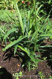 Image result for Zingiber officinale