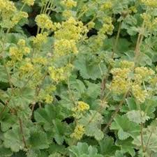 Image result for Alchemilla microbetula