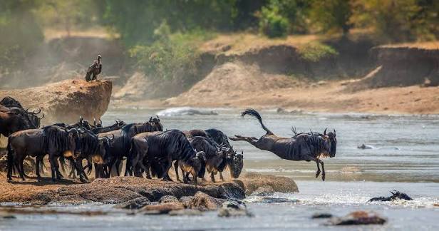 7 Days Serengeti & Ngorongoro Safari