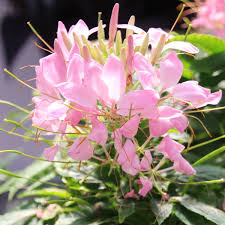 Image result for Cleome
